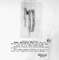 Stemphylium vesicarium image